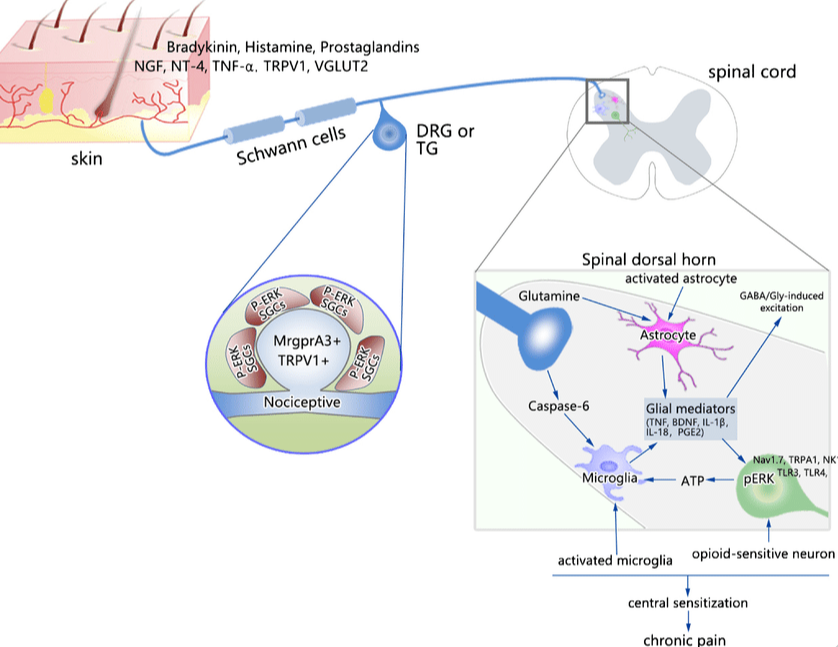 解決痛症Relieve pain 慢性疼痛神經傳導科學原理圖，展示脊髓中樞敏化與神經發炎機制，有助針對性舒緩肩頸腰背痠痛。
