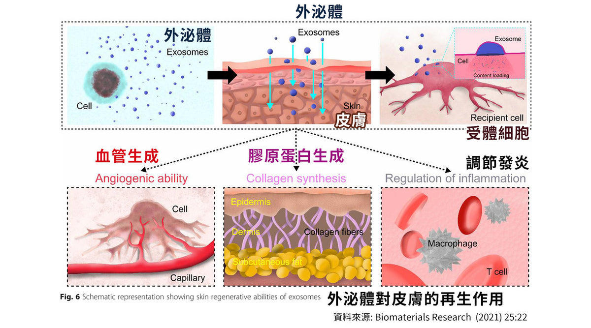 外泌體皮膚再生原理圖解，展示促進膠原蛋白增生、血管生成及調節發炎，全面提升醫美修復與抗衰老。