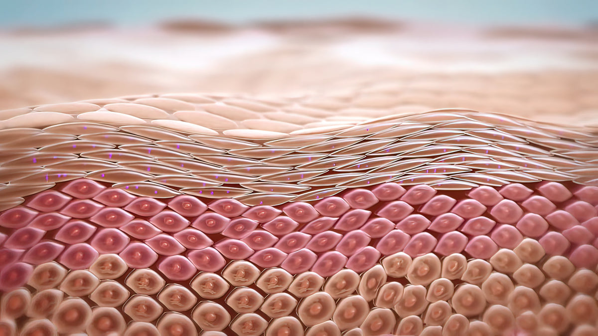 皮膚組織剖面圖，展示真皮層膠原蛋白修復與深層肌膚緊緻提升效果。