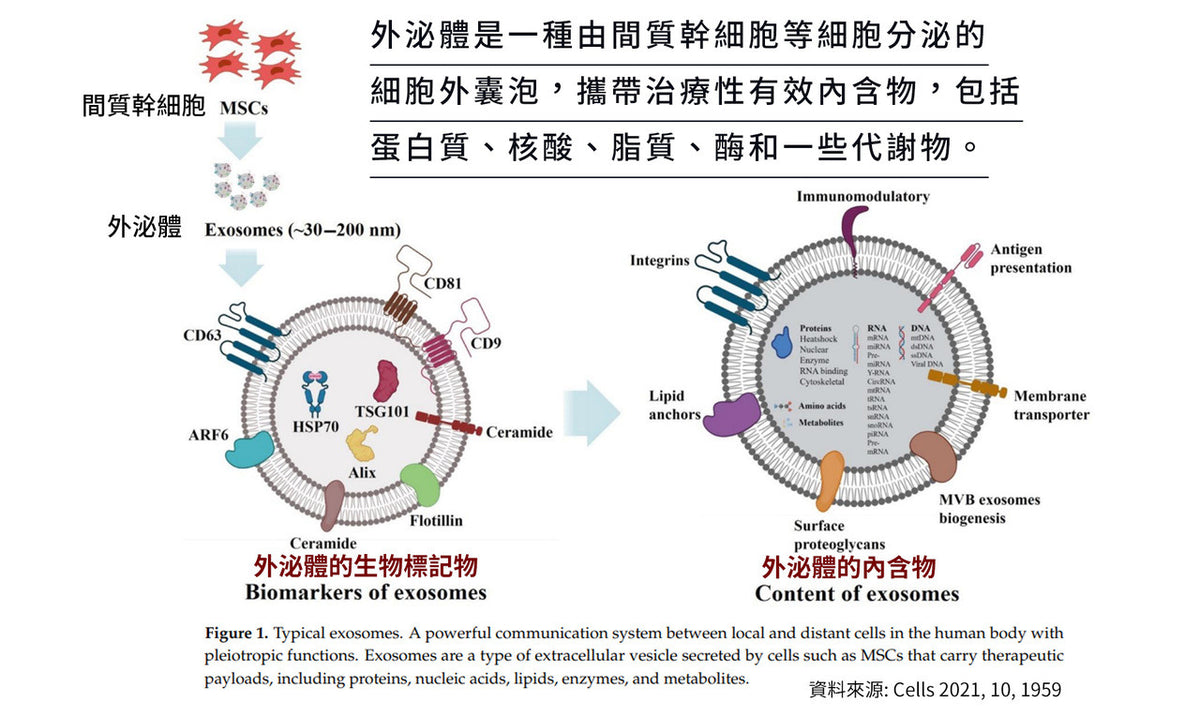 外泌體醫美原理圖解，展示間質幹細胞囊泡結構、生物標記物及核酸蛋白質成分，說明皮膚修復與抗老功效。